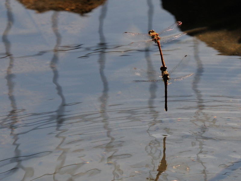 Accoppiamento Odonati